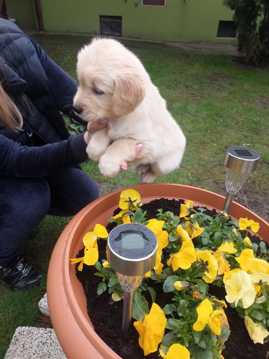 Golden retriever szczeniak