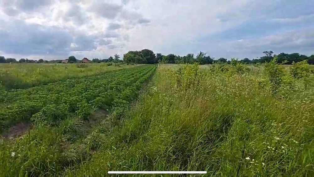 Продам участок, с. Копылов (Бучанский) 38 соток, Собственник!