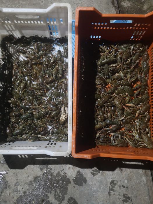 Раки, смачно та недорого. Ціна від 400грн за 1кг.