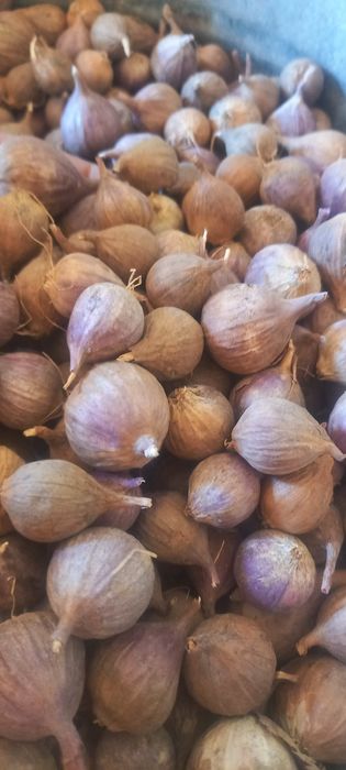 Однозубка Любаша