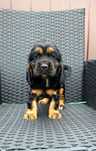 Cocker Spaniel Angielski Suczka