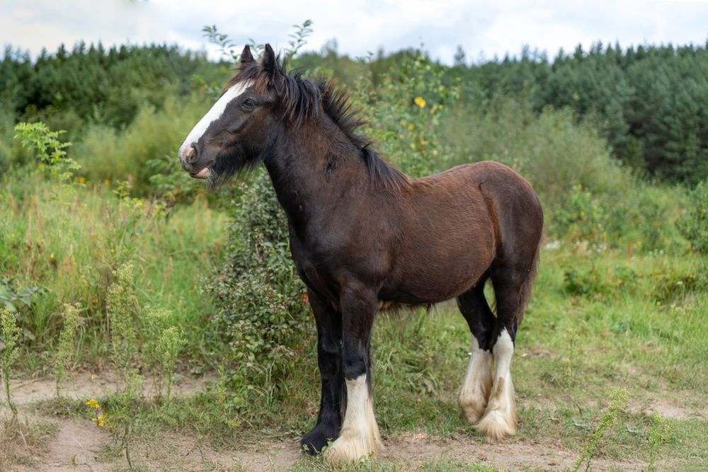 Ogierek gypsy/tinker/irish cob 9 miesięcy po championie