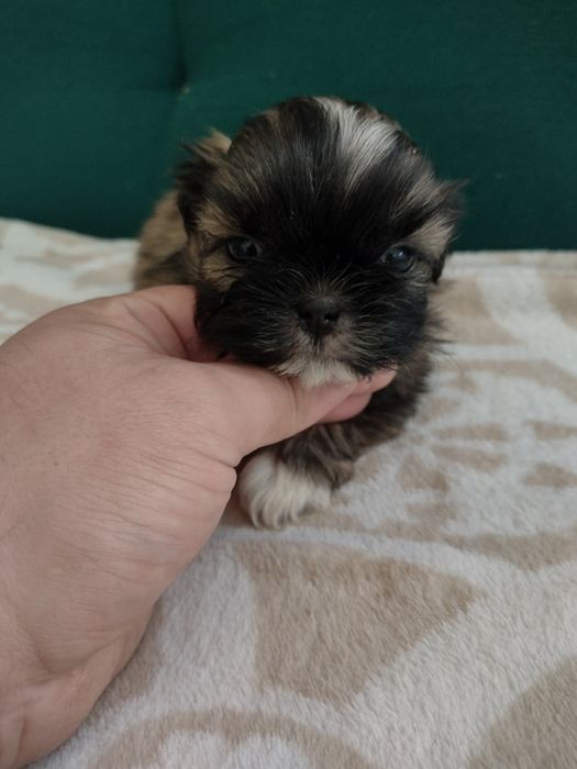 Piesek shih TZU szuka domu