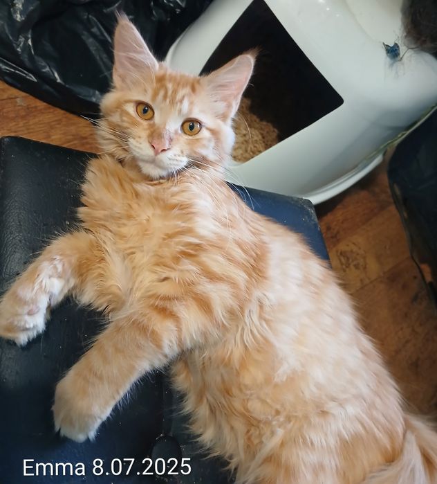 Sprzedam kotkę Maine Coon urodzoną 8.07.2025 o imieniu Emma