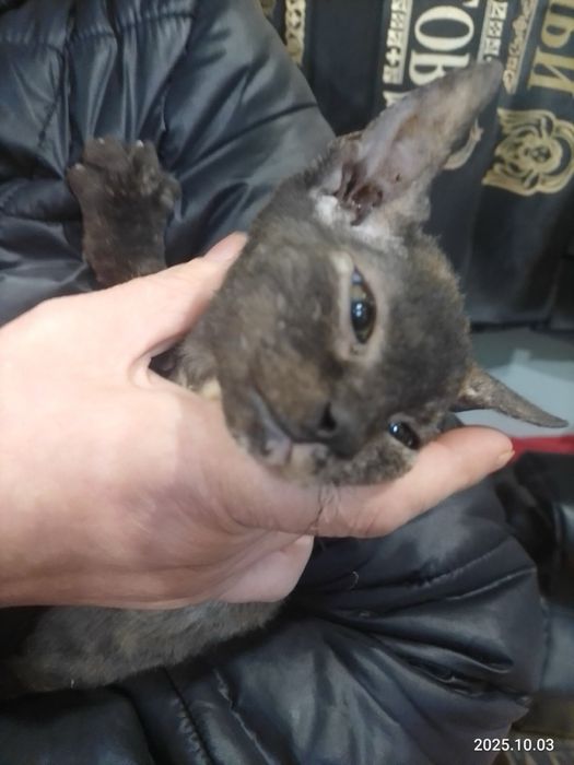 Отдам в хорошие руки кошку Браж