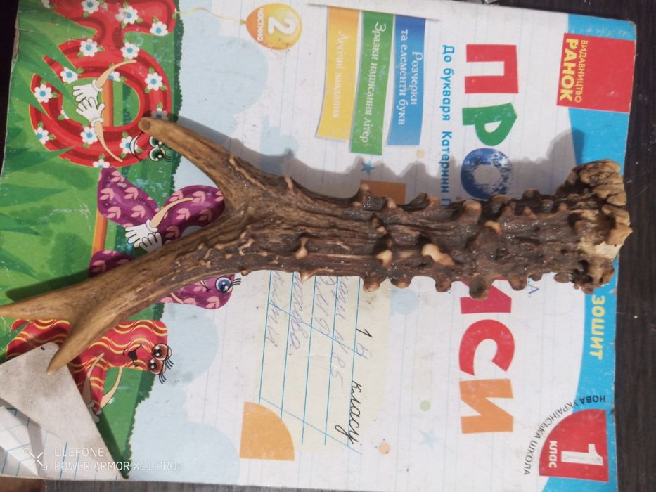 Рог Косули 19 см