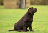 Czekoladowy Labrador Retriever gotowy do odbioru 12 tygodni