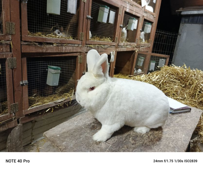 Nowozlendzki Biały rodowód ocena