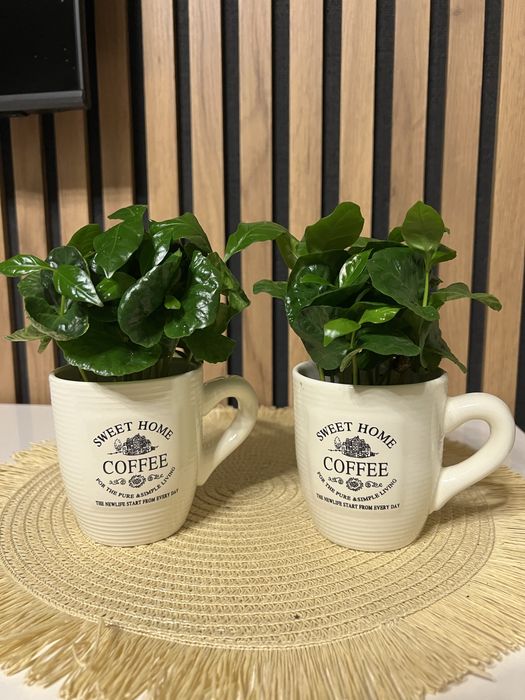 Кава арабіка в чашці