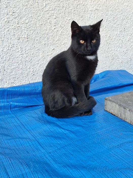 2 śliczne czarne kocurki oddam