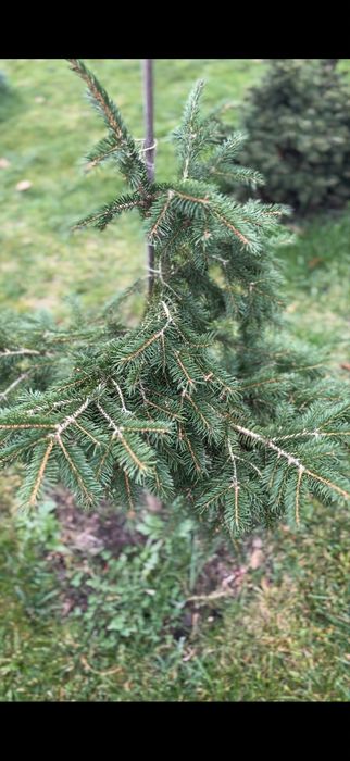 Инверса на штамбе 90 см, штамб 40 см