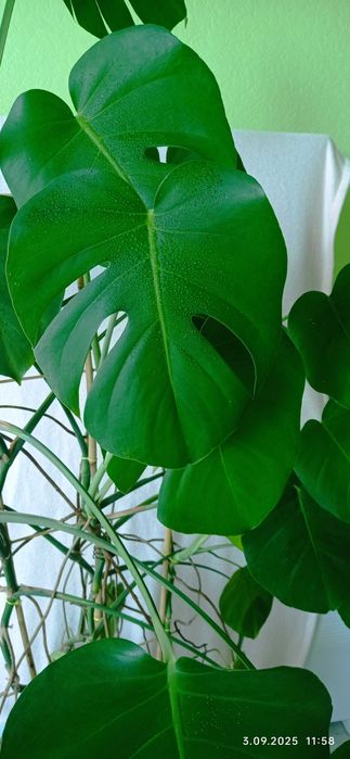 Duży kwiat doniczkowy