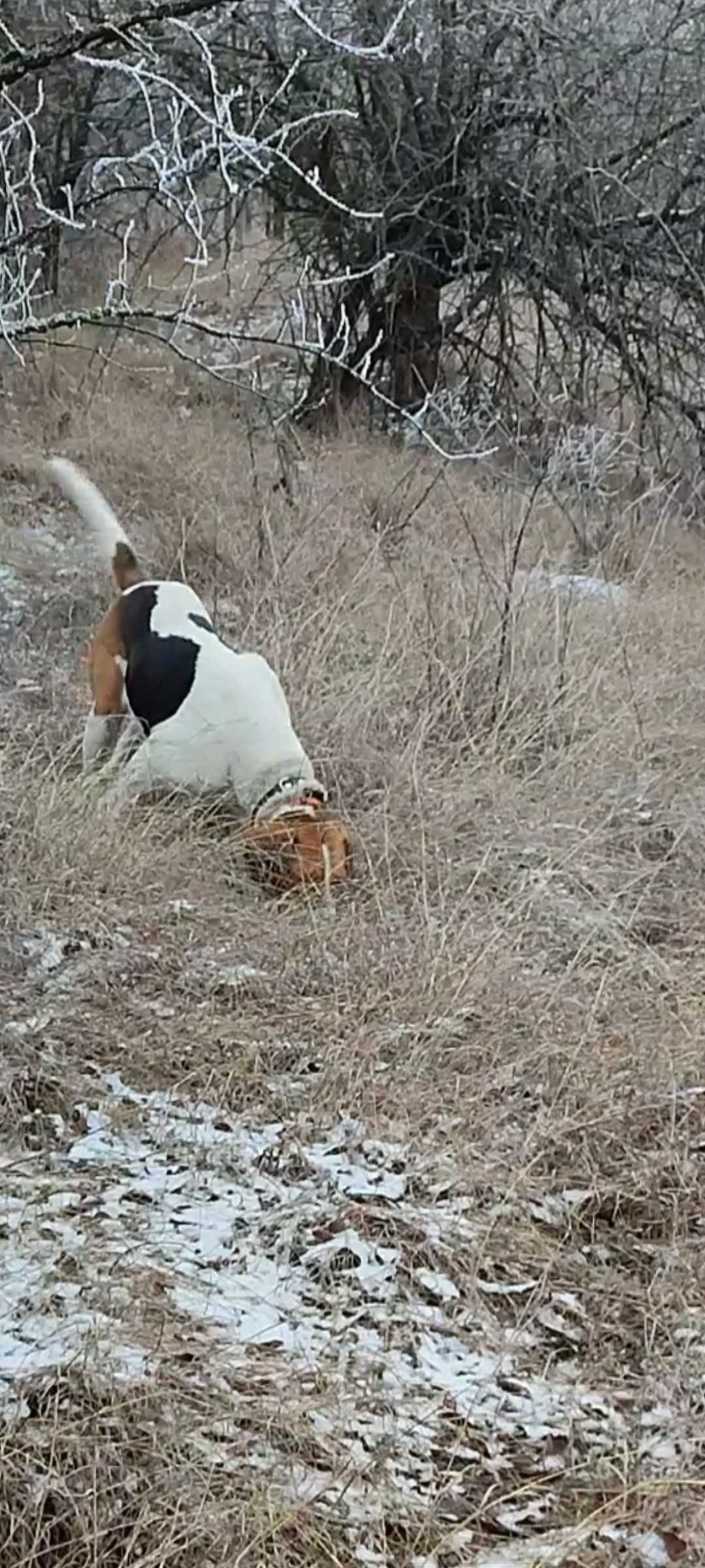 Продам Рябу гончу