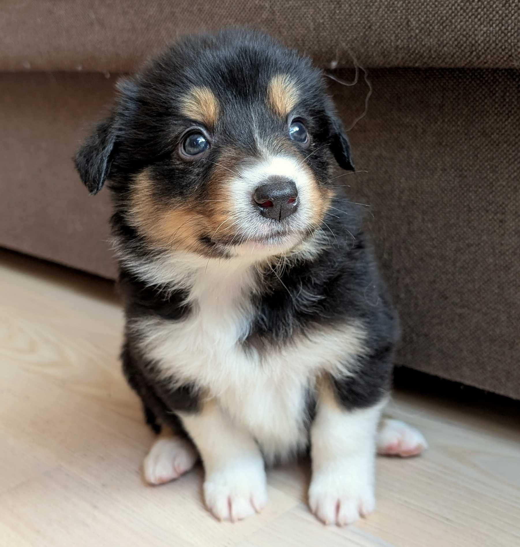 Border Collie sunia suczka przebadani rodzice do odbioru