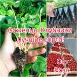 Кассетная Рассада Клубники 2025 — Ранние, Поздние и Ремонтантные Сорта