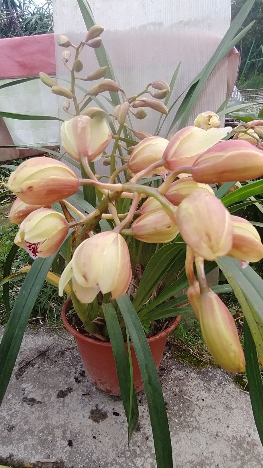 Vaso com orquídea ( preço por vaso)