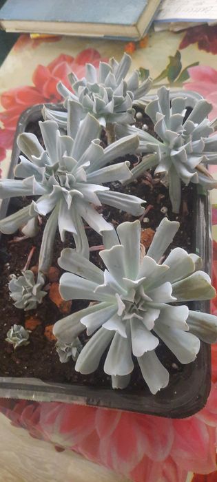 Суккулент. Комнатная каменная  роза