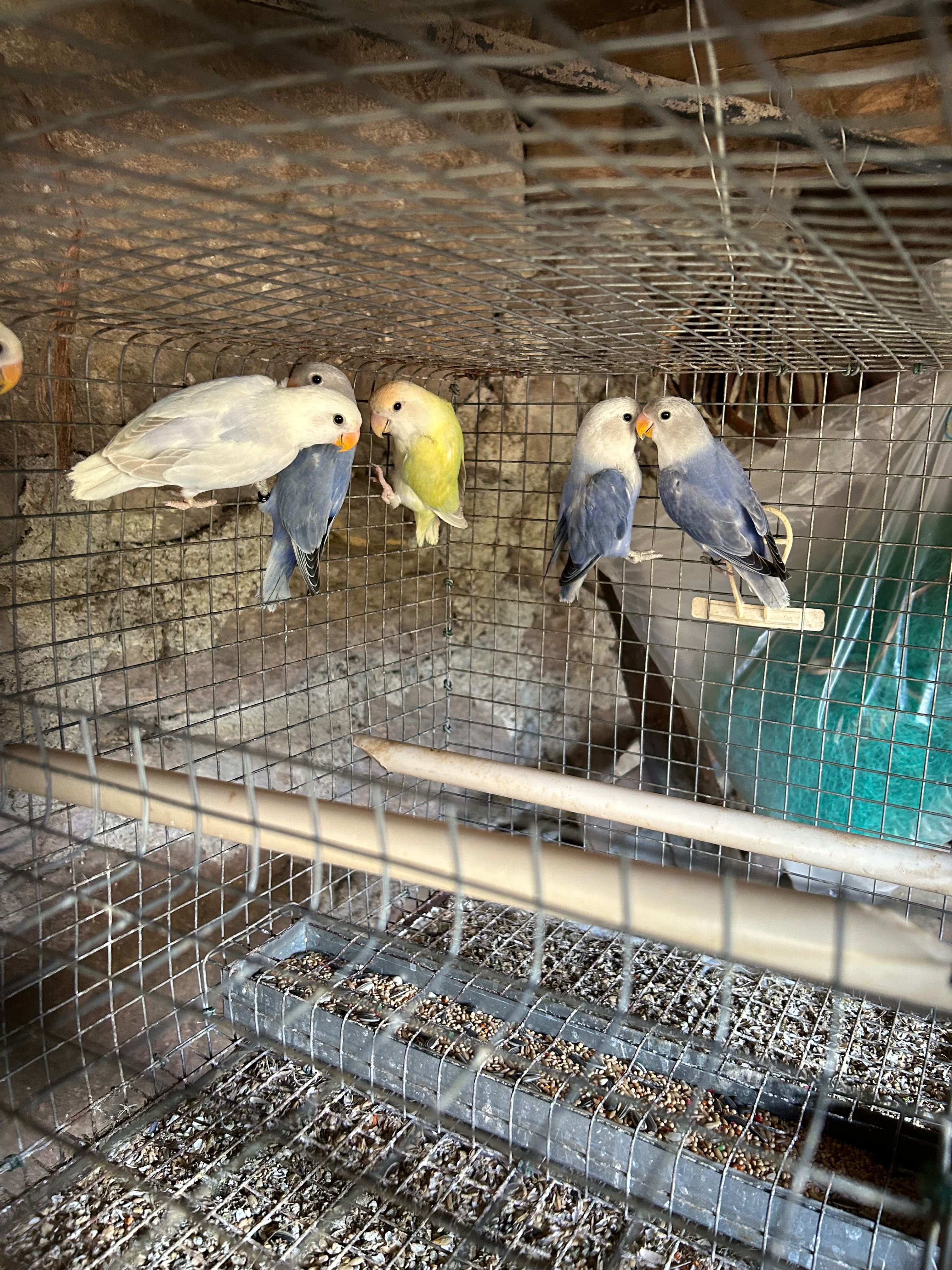 Agapornis roseicolli