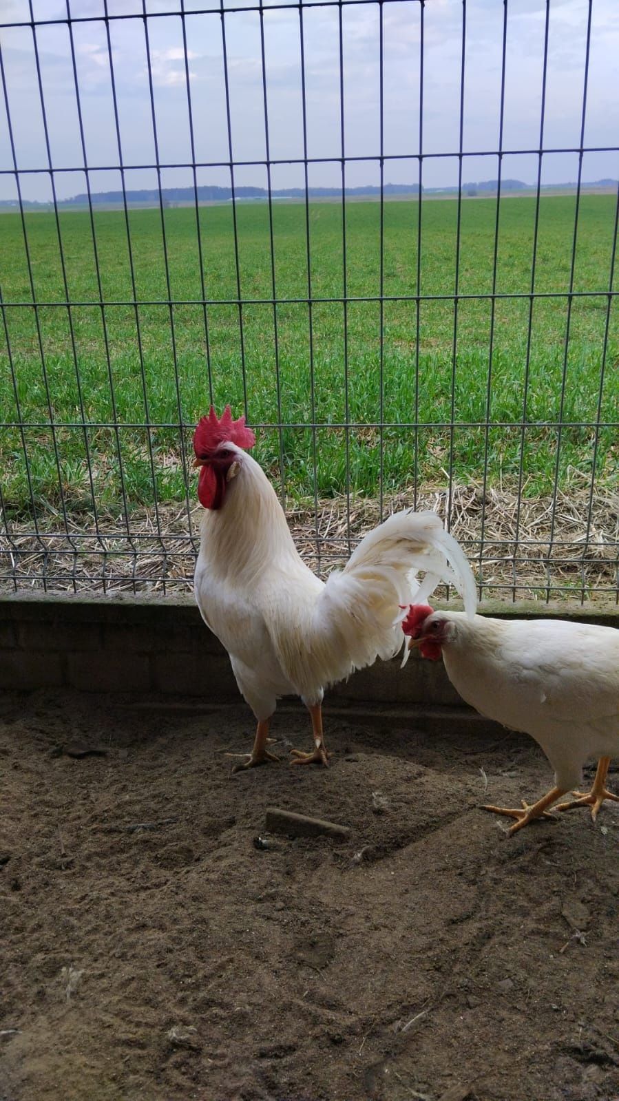 Jaja lęgowe Leghorn