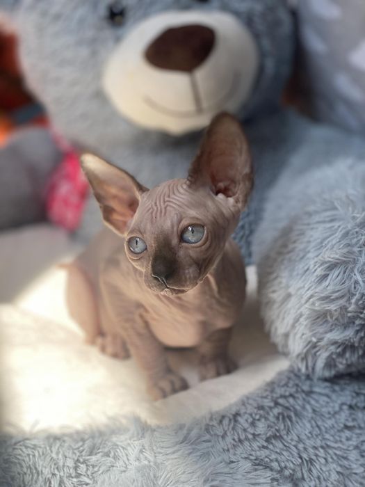 Канадик мальчик !