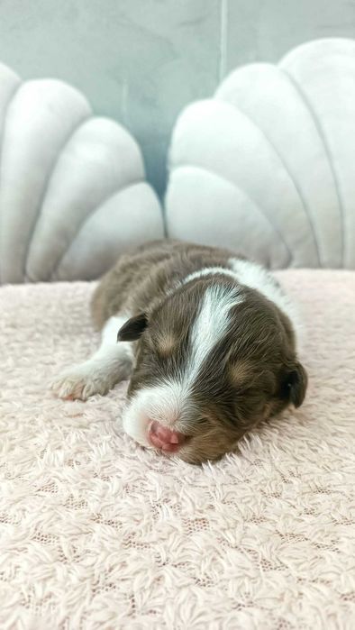 Owczarek Australijski –PIESEK – RED TRI – długi ogonek.