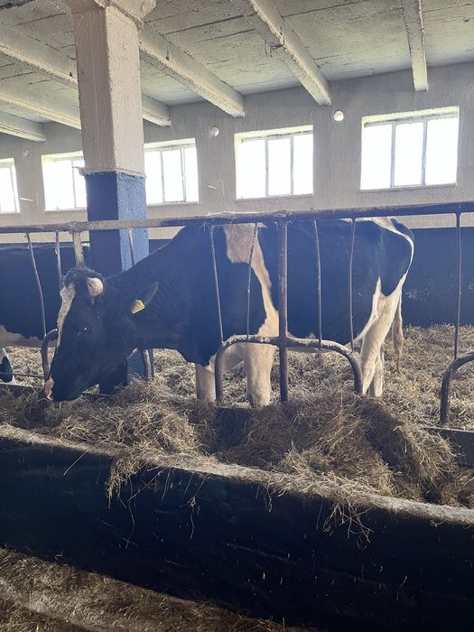 Byk rasy hf idelany na rozpłodnika