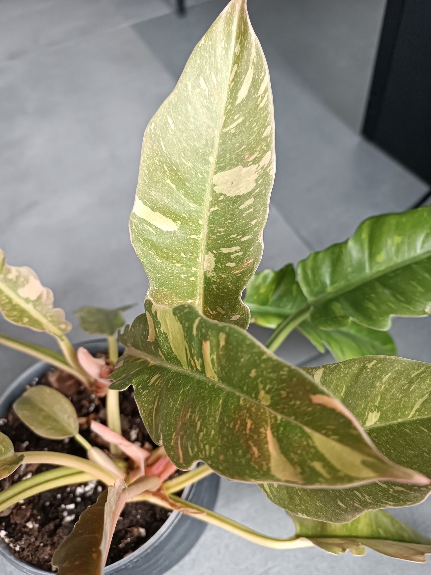 Philodendron ring of fire