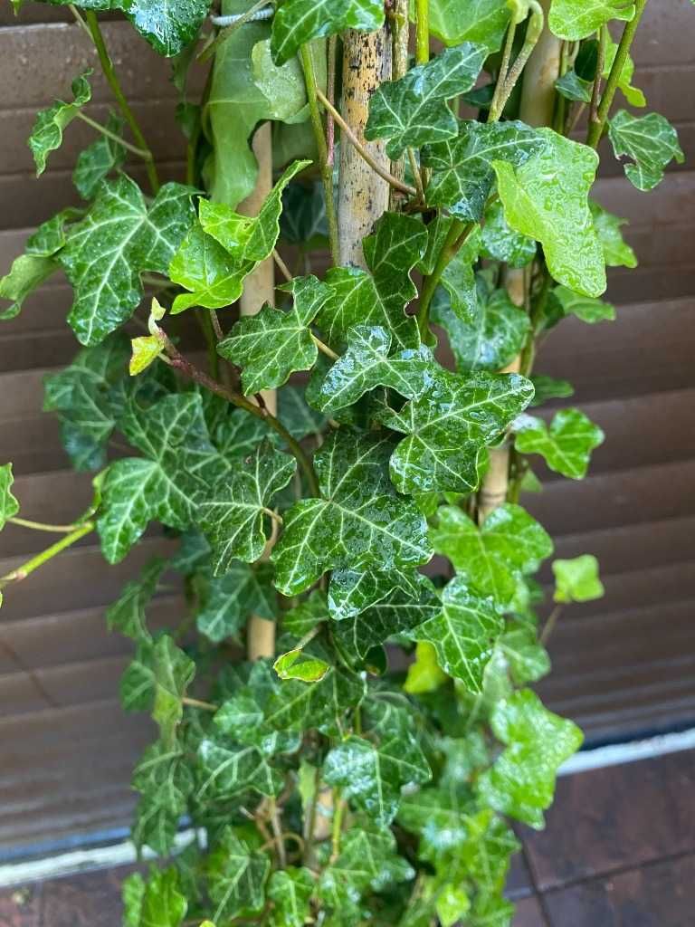 Bluszcz hedera helix 250-300 cm w dużych donicach kępa