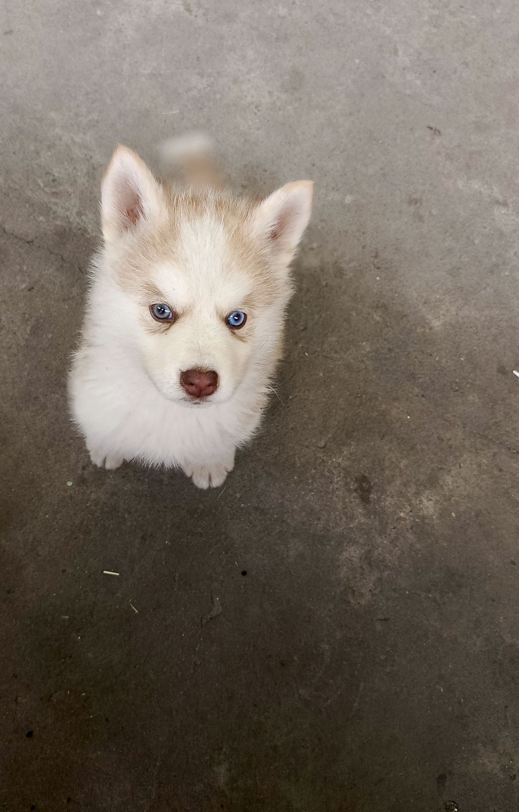 Husky Syberian haski szczeniak