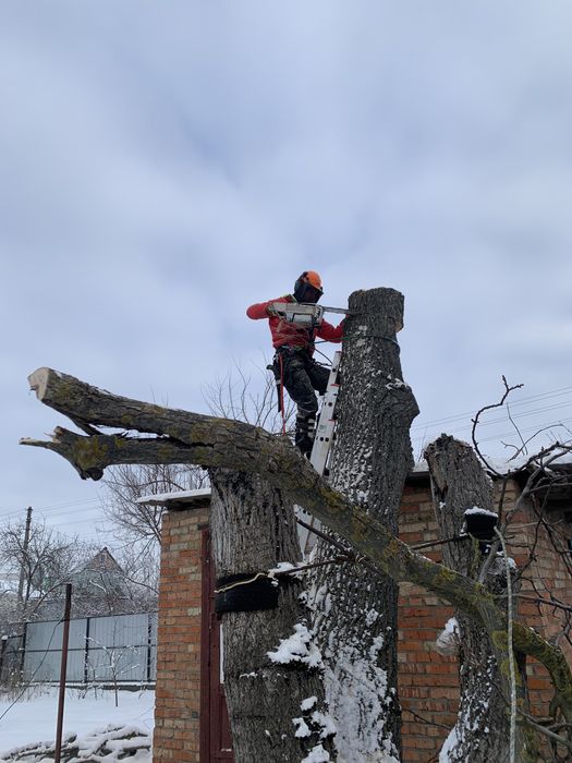 Обрізка садових дерев, спил аварийних  дерев, обрізка гілок