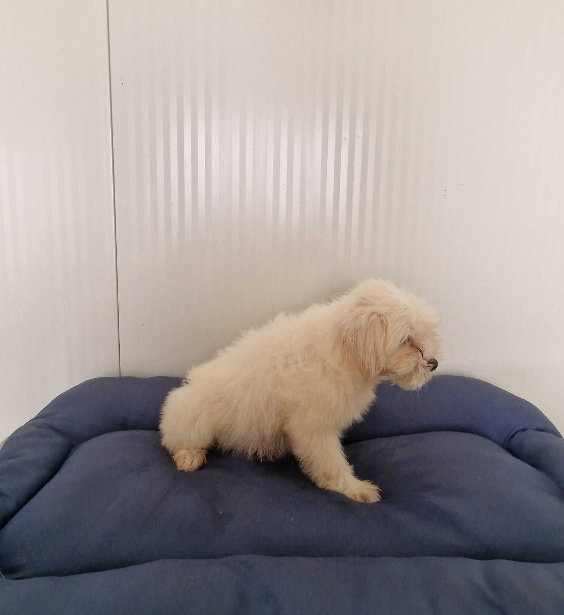 Bichon Maltês Macho