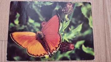 Czerwończyk dukacik motyl pocztówka