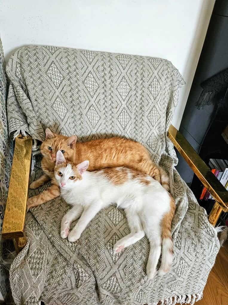 Kotek do adopcji