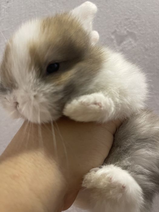 Кролик Тедді, висловухий кролик, МиниЛоп з вакцинацією