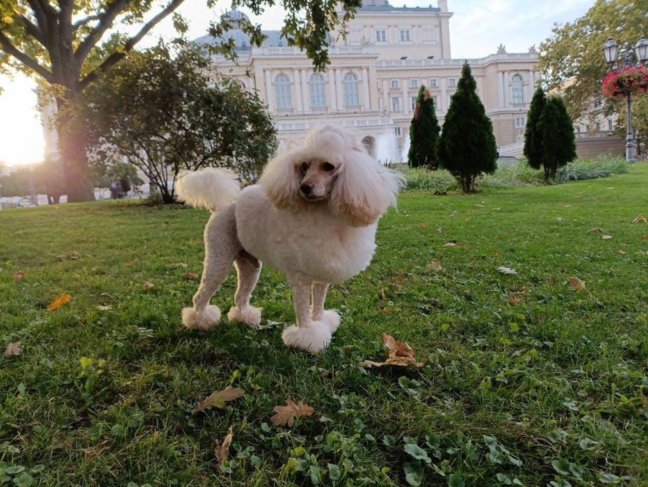 Вязка Малый пудель      Michelangelo   за Алиментного щенка договорная