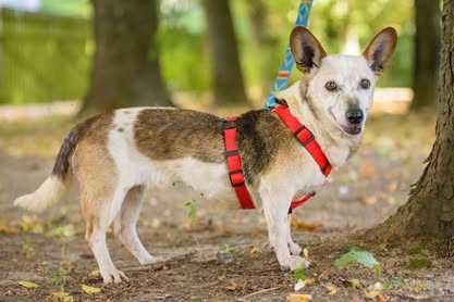 Lima - malutka ok 8 kg starsza sunieczka szuka domu