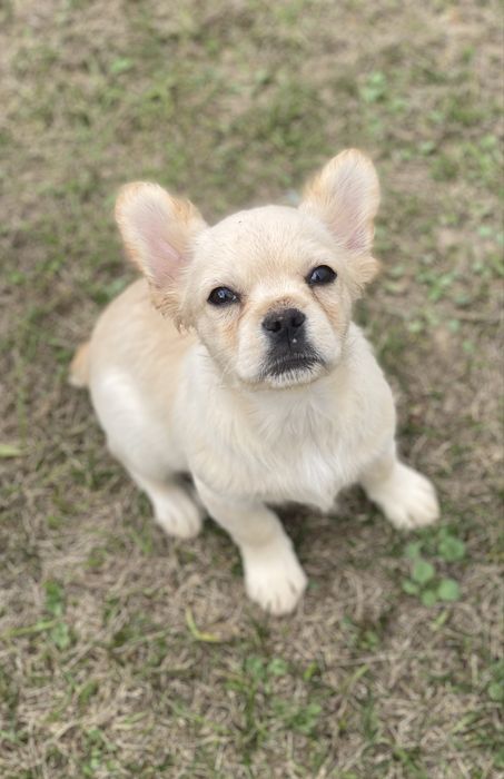 Кремовий французький хлопчик