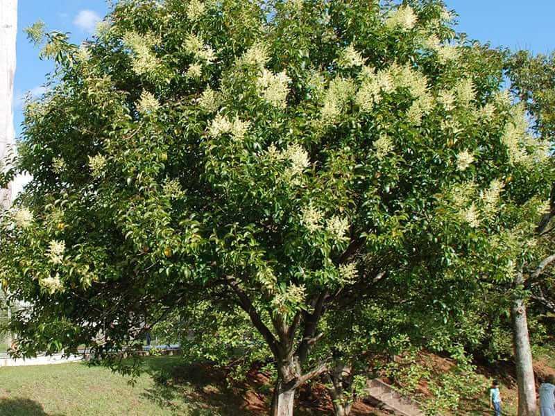 Alfeneiro do Japão árvore de crescimento rápido