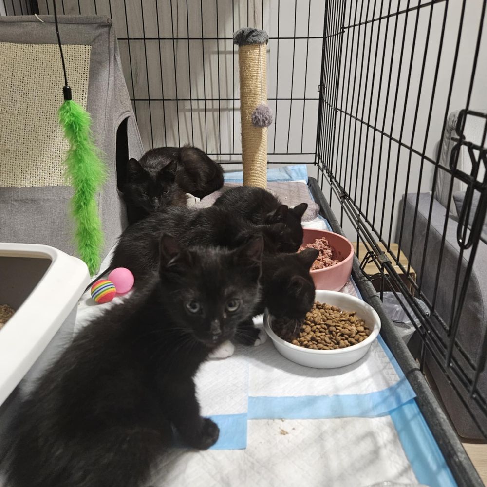 Kociaki do pilnej adopcji