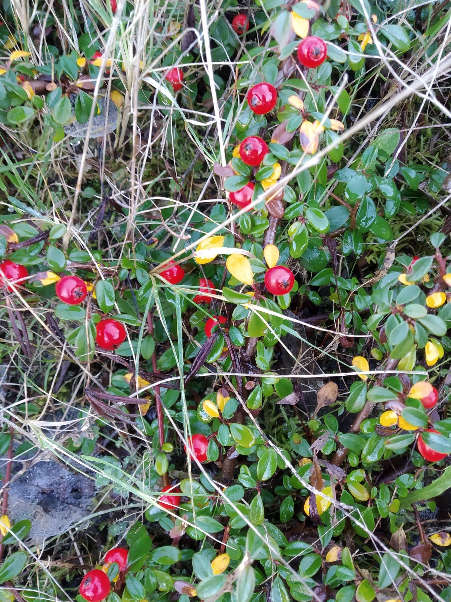 Planta cotoneaster