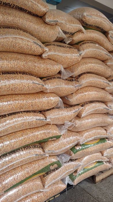 Milho miúdo para criação de animais