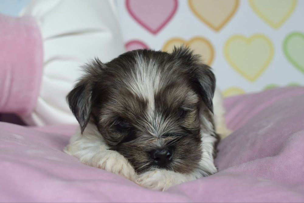 Biewer Terrier Blueberry cudny maluszek merle