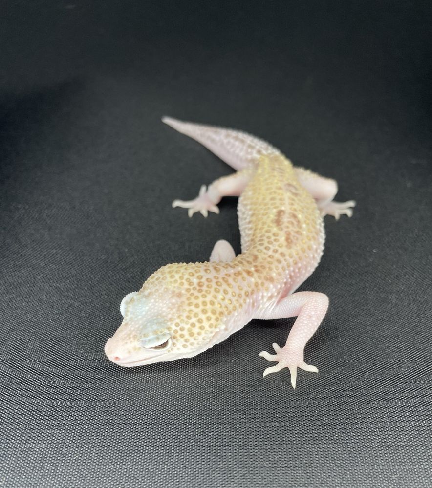 Gekon Lamparci Mack Snow Raptor Het Murphy Patternless