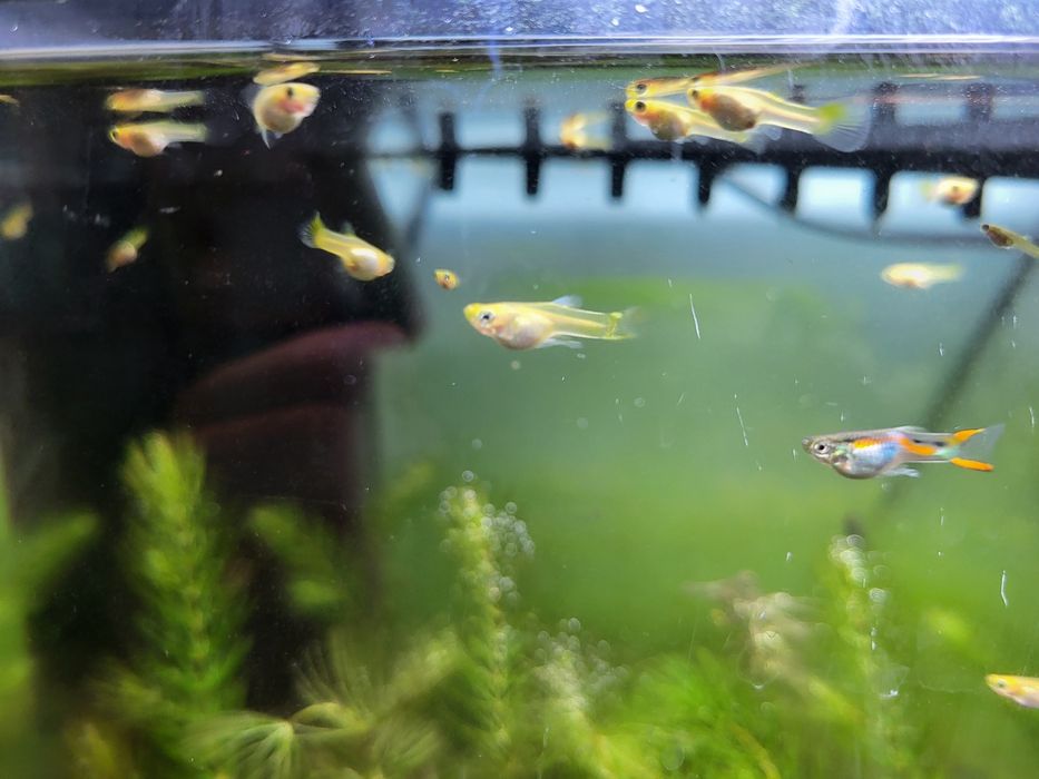 Gupiki głupiki małe średnie