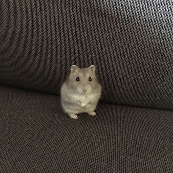 Хом'як джунгарик