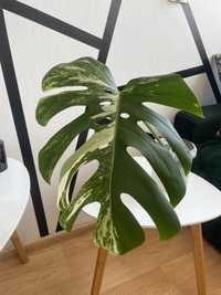 Reserwacja dla pani Klaudii Monstera Variegata pędówka