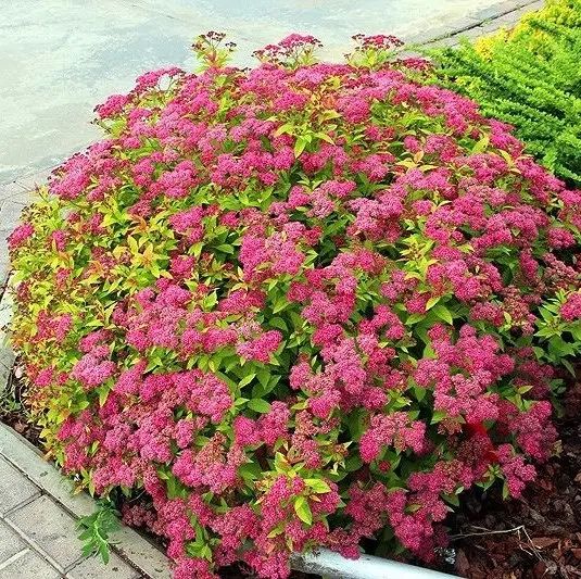 Спірея Японська Ентоні Ватерер в горщику