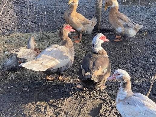 Sprzedam kaczki francuszkie