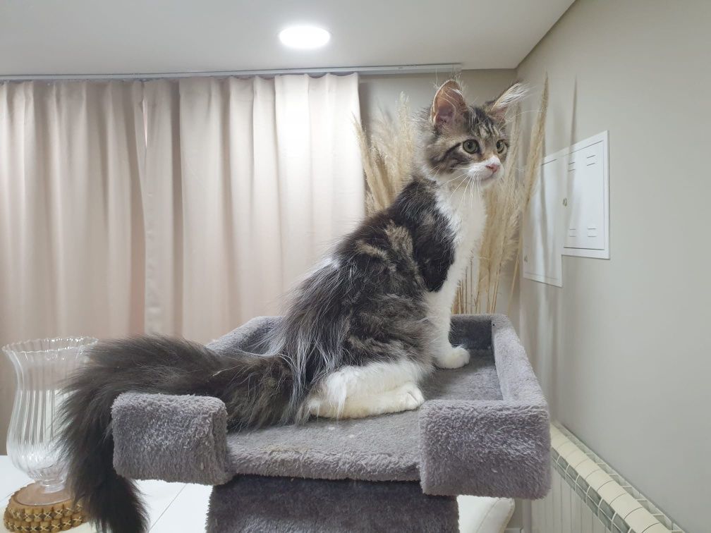 Fêmea Maine Coon com Lop