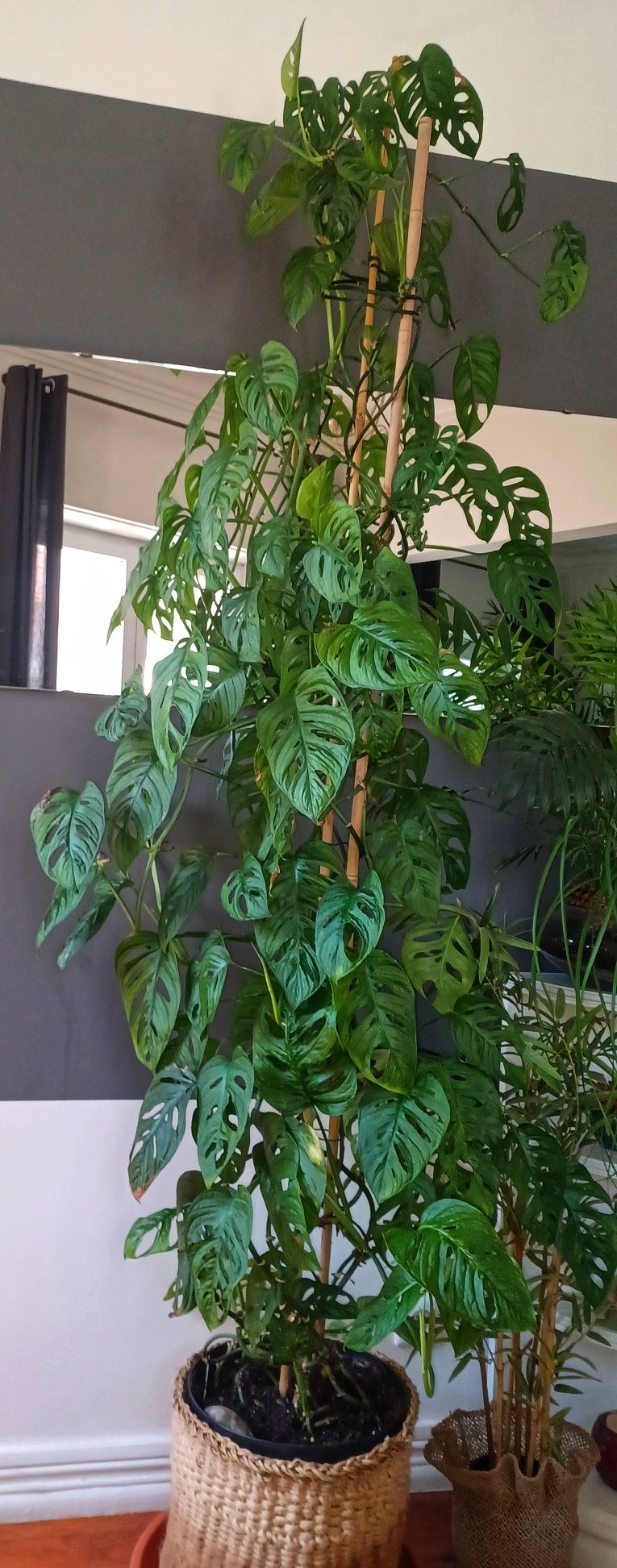 Mini Monstera / costela de adão – Rhaphidophora tetrasperma